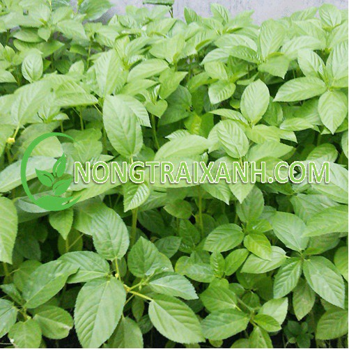 20GR - HẠT GIỐNG RAU ĐAY XANH