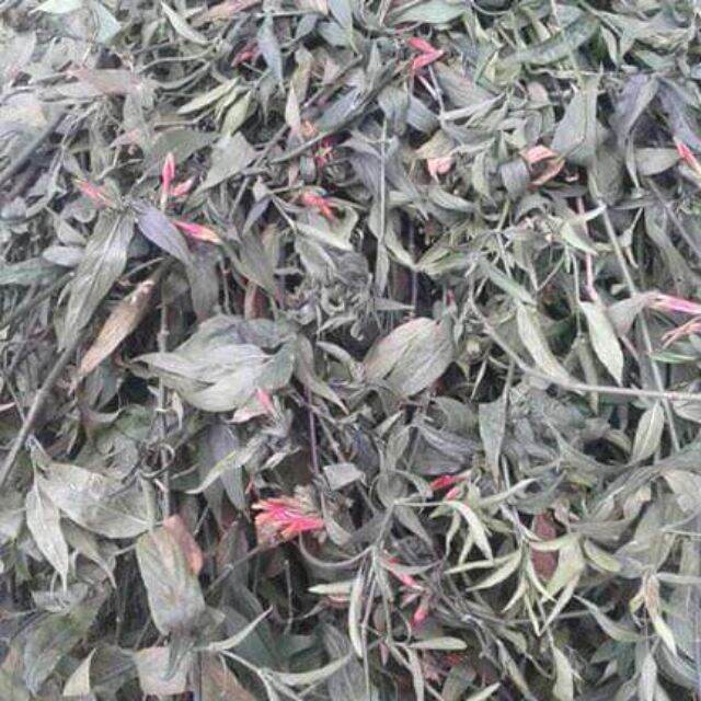 500gram cây xương khỉ khô