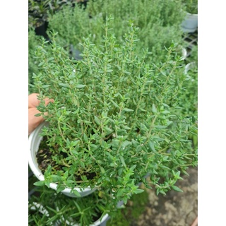 Cỏ xạ hương thyme - chậu lớn