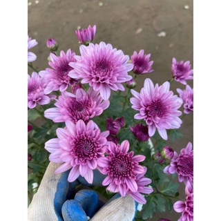 Chậu cây hoa Cúc Thạch Bích tím đang nụ/hoa (chậu cây ảnh cuối)