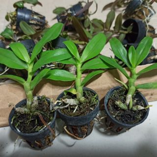 Trầm trắng giống
