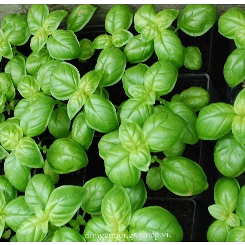 Hạt Giống Húng Tây - - tặng kèm thuốc kích mầm