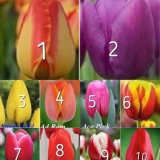 20Củ hoa tuylip đủ 10màu