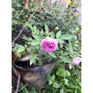 hoa Hồng ngoại Aunt Margy’s rose