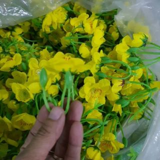 Mai rời bán theo kg. 1kg 200k