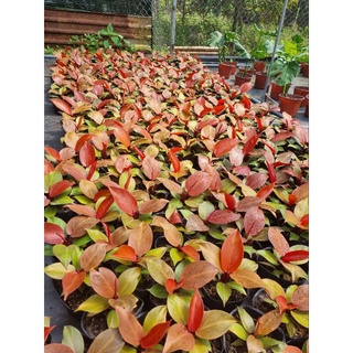 cây giống Philodendron orange princess