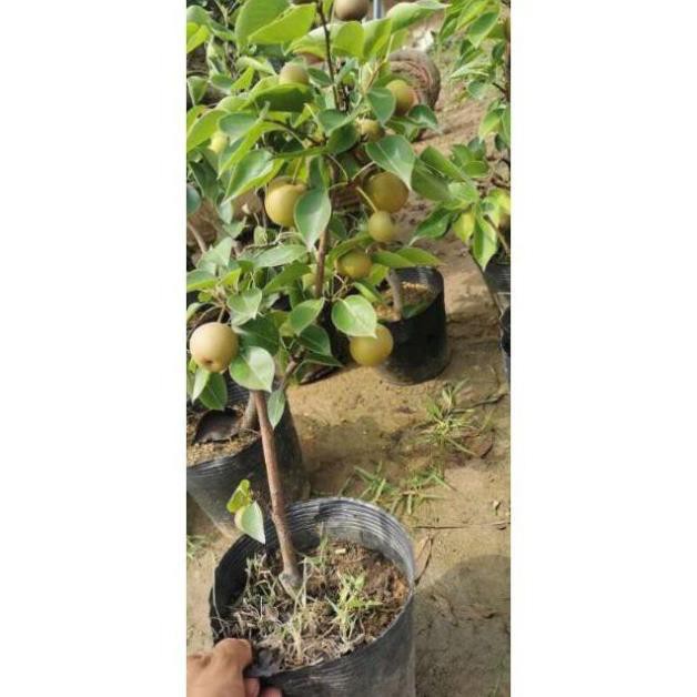 Cây lê vàng sẵn quả , cây đẹp, giống chuẩn