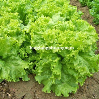HẠT GIỐNG RAU XÀ LÁCH XOĂN