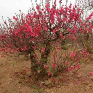 CÂY GIỐNG HOA ĐÀO BÍCH