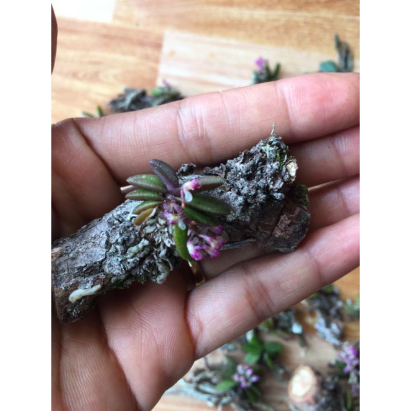 Combo 10 cây trứng bướm siêu hiếm giá 199k