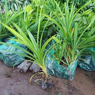 Cây lá dứa ( lá nếp)