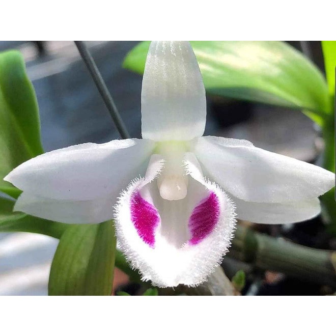 500g Phân Đạm cá hồi Hàn Quốc . Dùng cho rau sạch, hoa cây cảnh và cây ăn trái