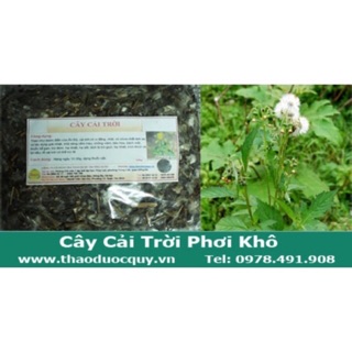 Combo 2kg cải trời