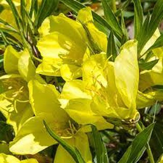 5h - hạt giống hoa anh thảo mix