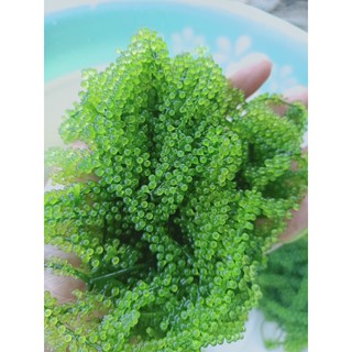 Rong nho tươi tách nước 100 gr, chuẩn công nghệ Nhật Bản