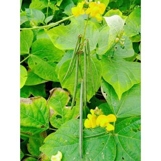 Xích tiểu đậu 1kg