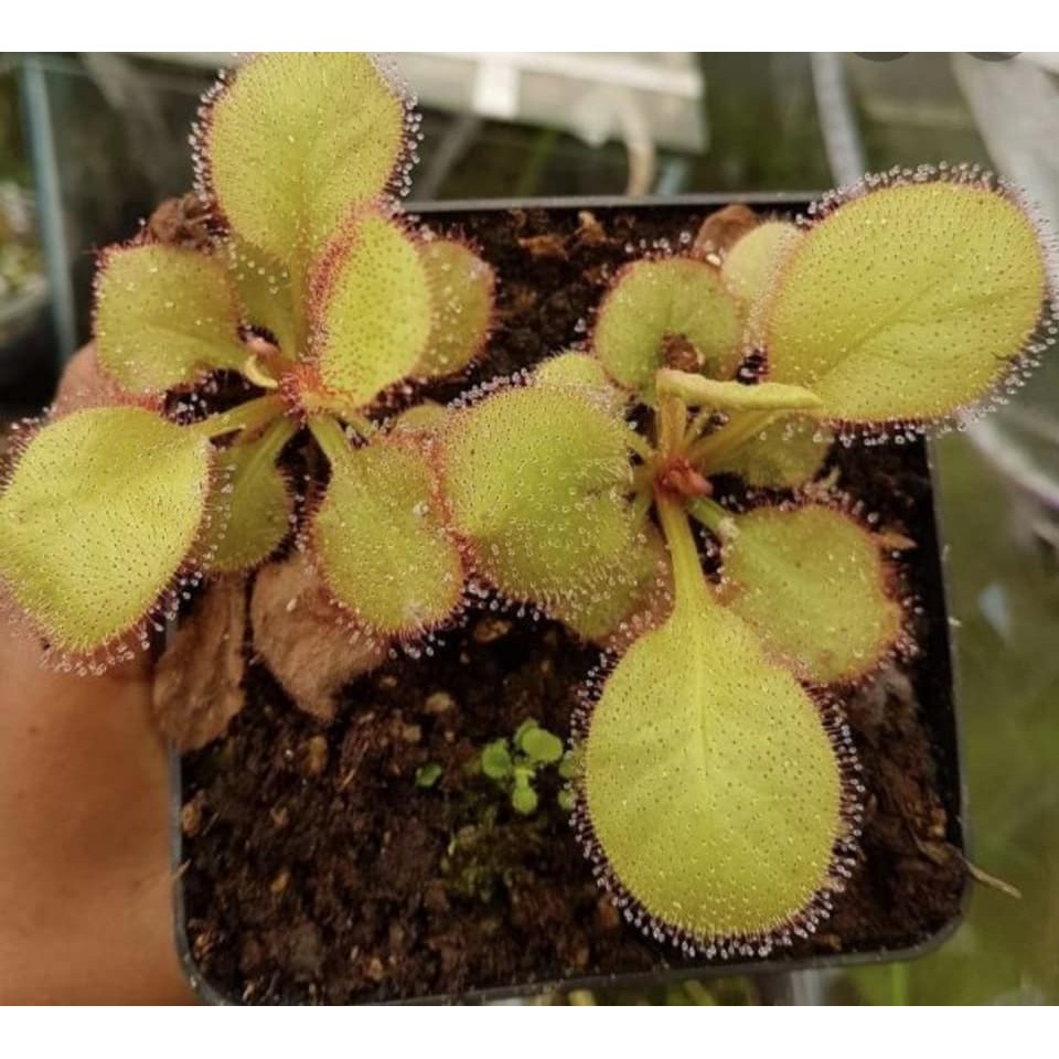 Cây Bắt Mồi-Cây Gọng Vó-Drosera 'Andromeda' tại Hắc Tê-Exotic Garden