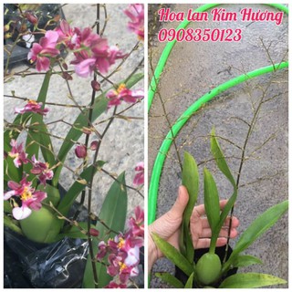 Phong lan ngọc nữ đang nụ chậu f12
