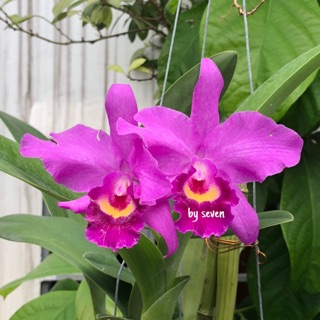 Cát lan Tống Mỹ Linh xưa (hoa màu tím họng vàng cánh căng thẳng)