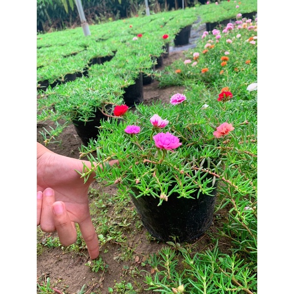 Hoa Mười Giờ Thái Kép Mix Màu🌸🌸