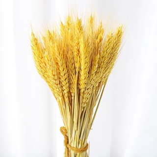 Cành lúa mạch khô 🍓có bán lẻ và bán cả bó 50 cành