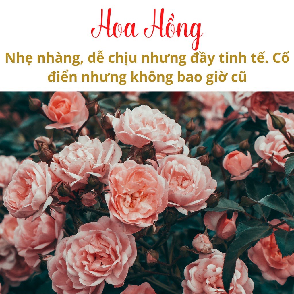 Nến thơm phòng Aroma Candle, hương thơm ngọt ngào tạo không gian ấm áp - thư giãn