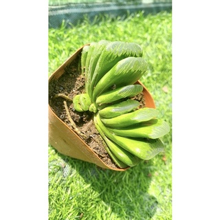 Sen Đá Haworthia Truncata