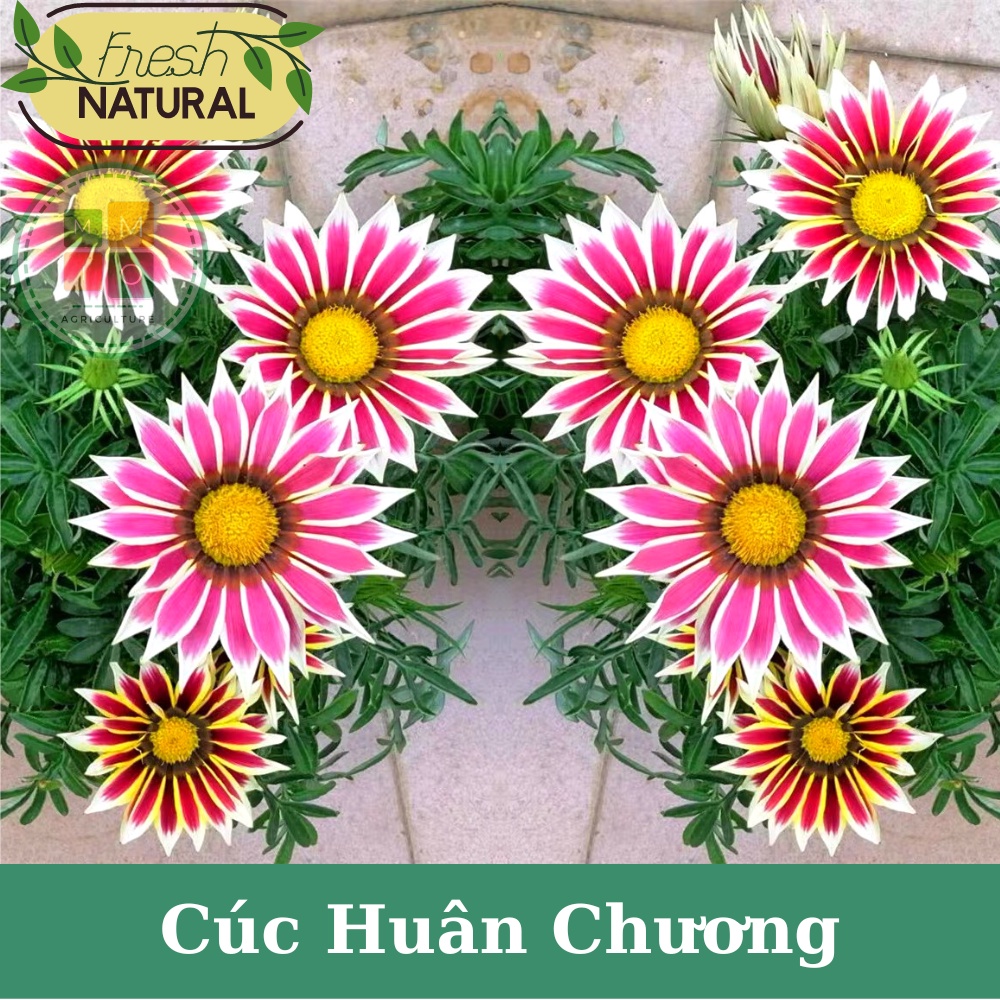Hạt giống hoa cúc huân chương mix màu siêu đẹp, dễ trồng nở hoa quanh năm