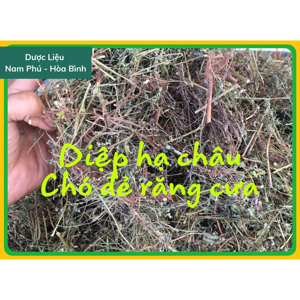 1KG Diệp Hạ Châu - Chó đẻ răng cưa giá sỉ khô sạch đẹp