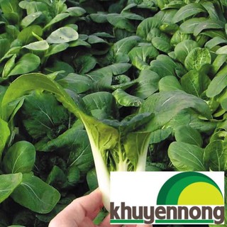 10 gr hạt giống cải bẹ trắng