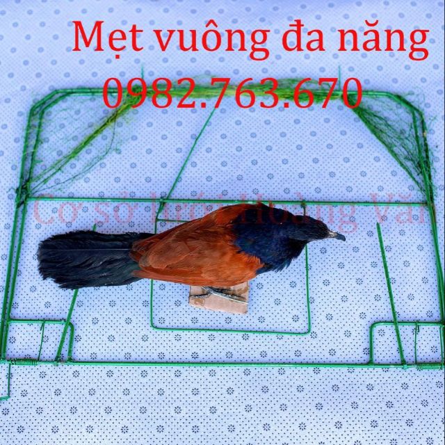 Combo mẹt vuông + bịp mồi giả 380k