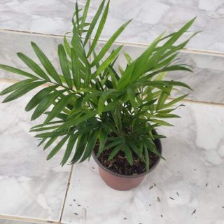 Cau Tiểu Trâm