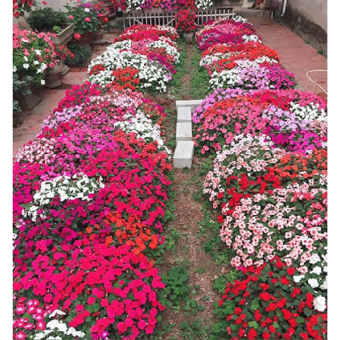 Mật rỉ đường SFARM ủ phân hữu cơ chai 1 Lit