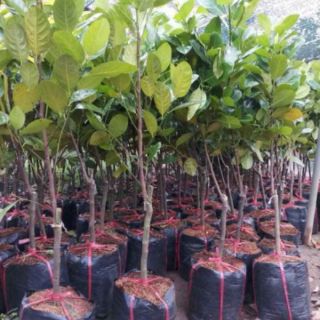 Cây 🌲 Mít thái chân rai....mít thái siêu sớm