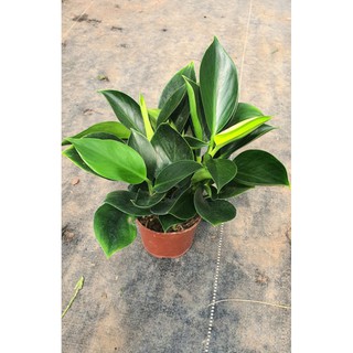 Cây Đế Vương Xanh 💖💖Cây Trầu Bà Đế Vương Mini Để Bàn Siêu Đẹp