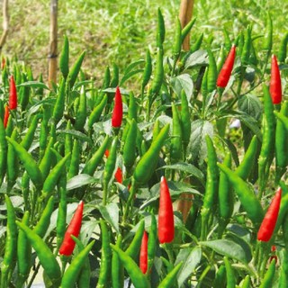 hạt giống ớt chỉ thiên 50 hạt