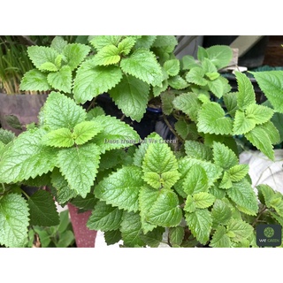Hạt giống Bạc Hà Chanh Sả Lemon Balm rất thơm - 1g