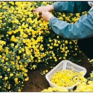 100h Hạt Giống Hoa Cúc Chi Vàng