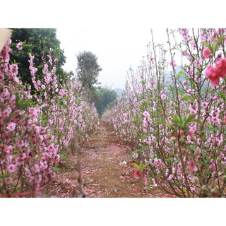 Cây giống đào phai