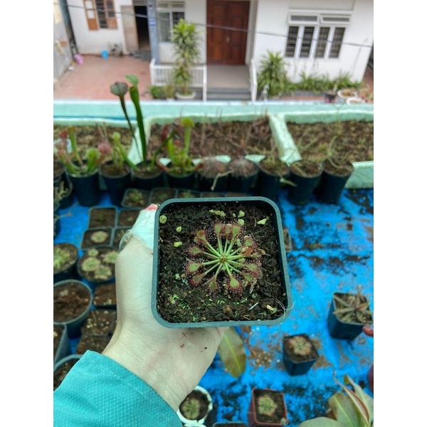 hạt gọng vó 1kkk