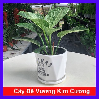 Caykiengsadec - Cây Đế Vương Kim Cương - Cây cảnh mini để bàn