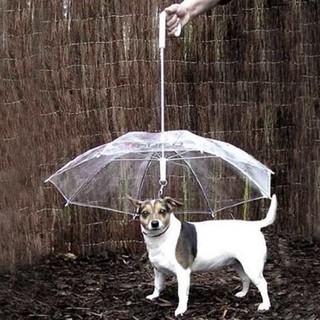 Dù che mưa dễ thương cho thú cưng