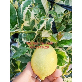 Cây chanh lá màu cẩm thạch