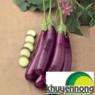 30 hạt giống cà tím dài