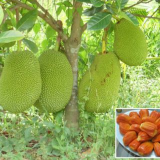 Cây giống mít thái ruột đỏ