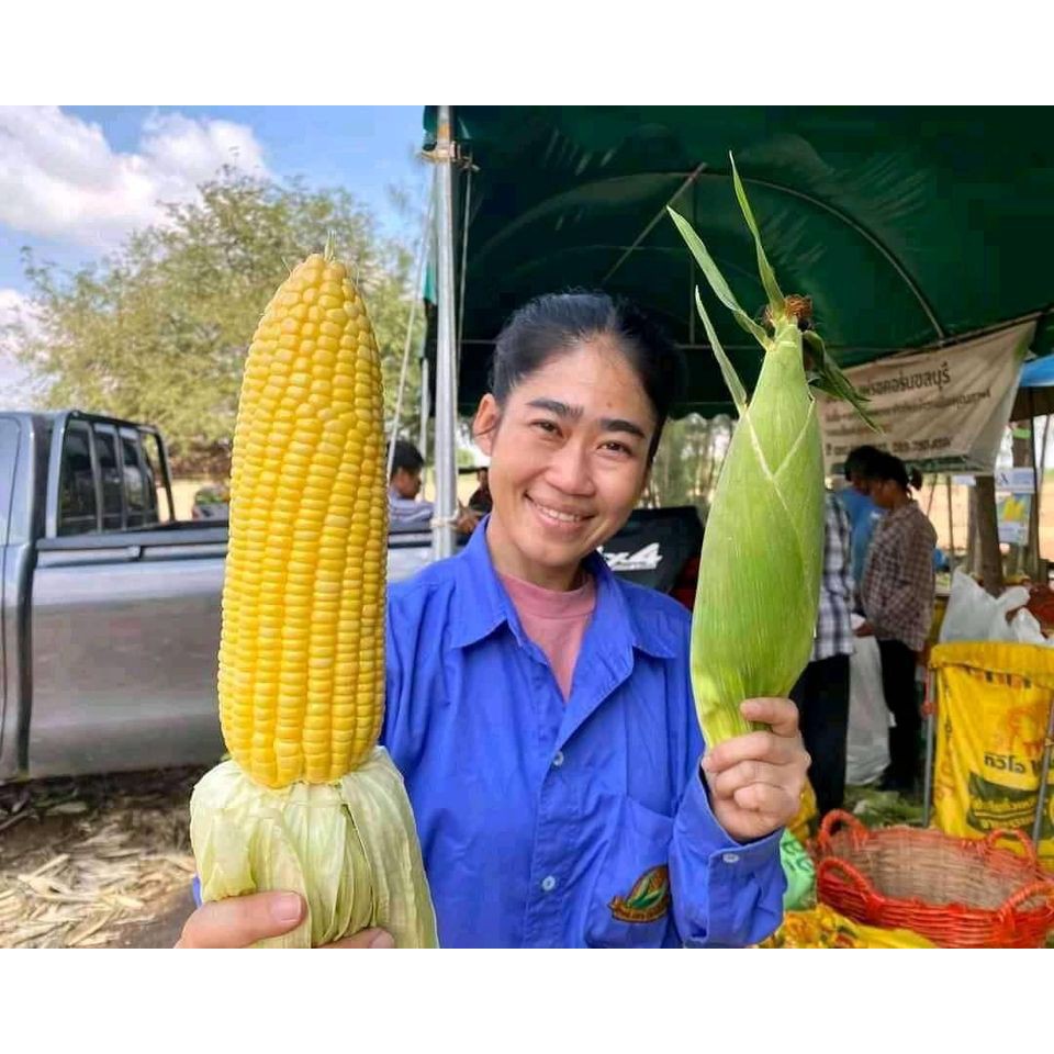 Hạt Giống Bắp ngô mỹ vàng siêu ngọt thái lan 70 hạt