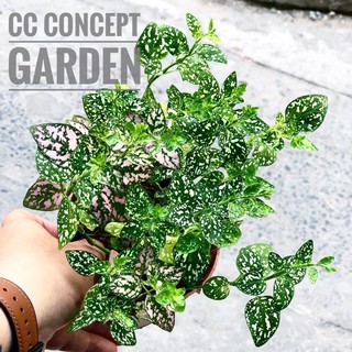 Cây Lá Màu (Lá May Mắn Giống Mới)