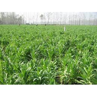 3000 hạt giống rau tiến vua- rau diếp