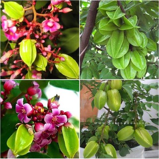 Hạt giống cây khế chua - 5 hạt/gói ( tặng gói kích hạt nảy mầm  )