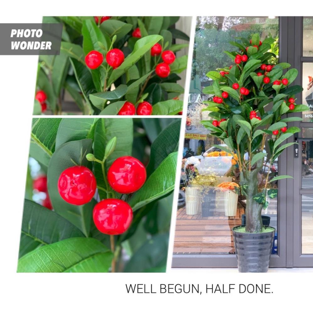 Cây giả - Cây sơri (cherry) đỏ 1,5m trang trí cực đẹp và sang, hàng sẵn kho